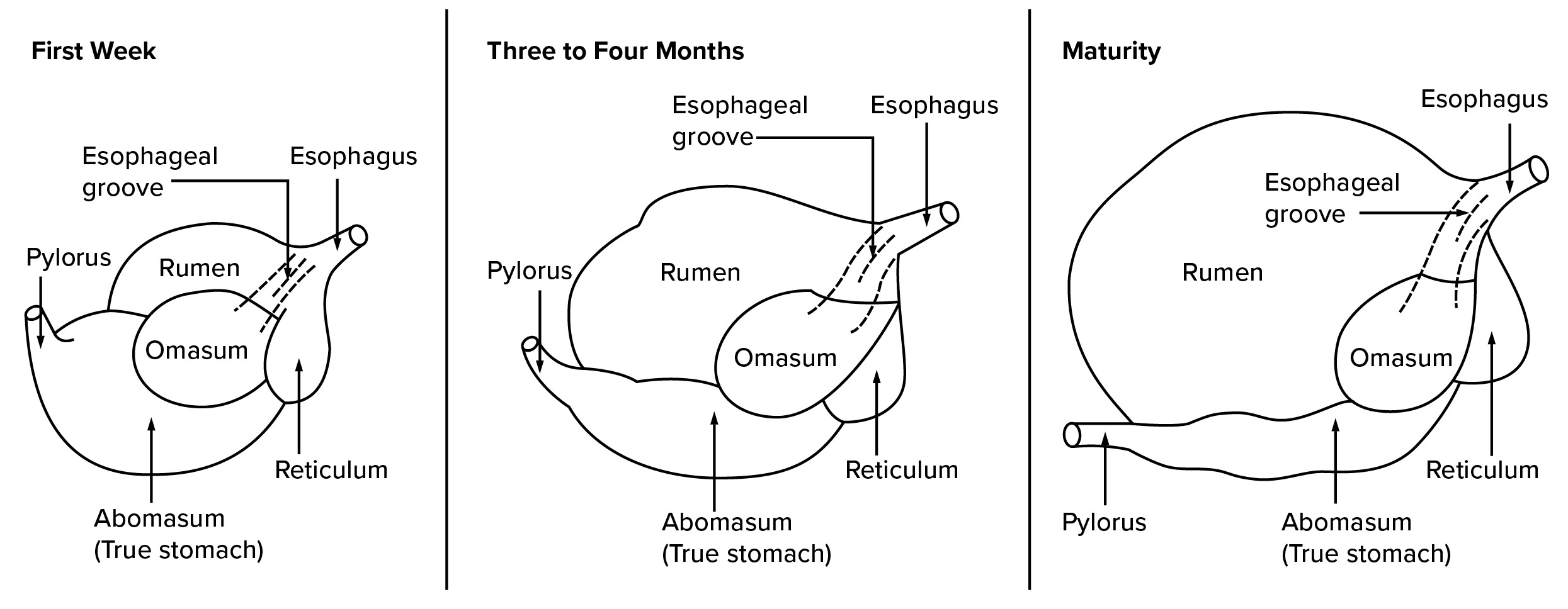 Diagram illustrating the development of a ruminant stomach from the first week of life, through three to four months, to maturity. The three stages depict the esophageal groove, rumen, omasum, reticulum, abomasum (true stomach), pylorus, and esophagus, showing how the compartments grow and change in size and function as the ruminant matures.